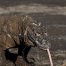 dragon_komodo_hsb_rinca_v_2358_kom4727.jpg